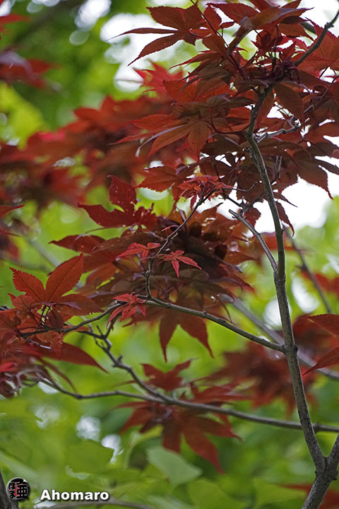 写真00