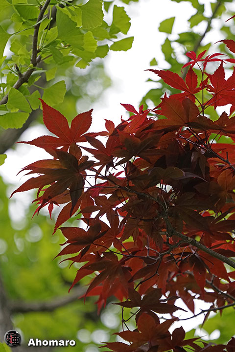 写真00