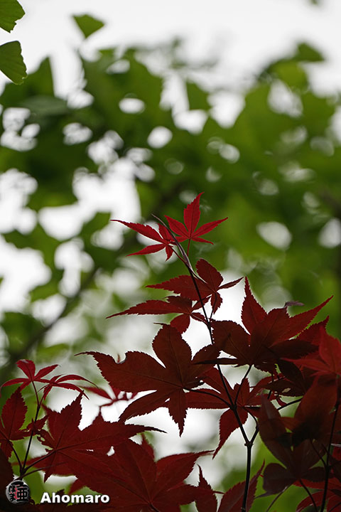 写真00