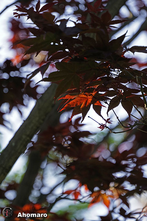 写真00
