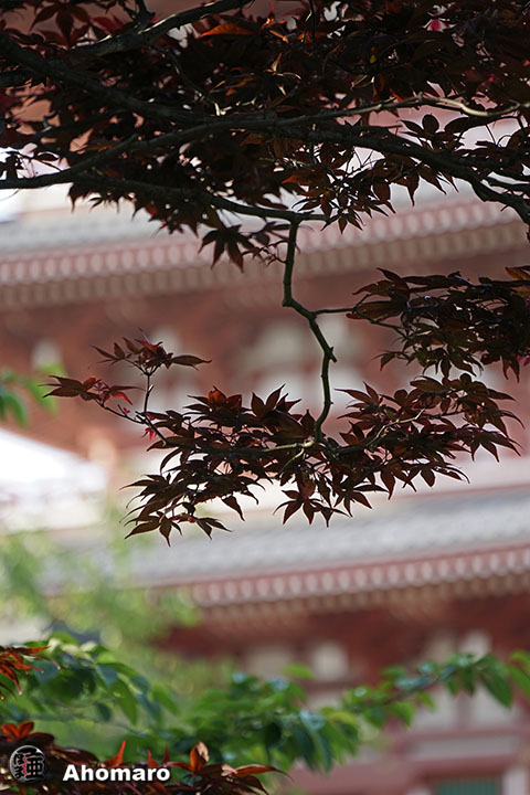写真00
