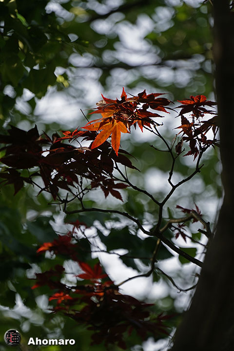 写真00