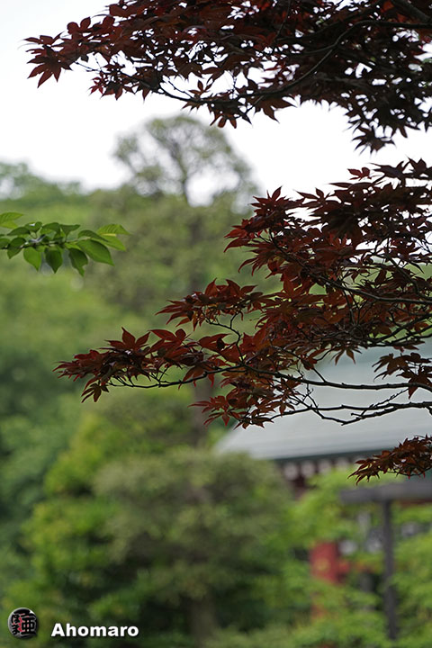 写真00