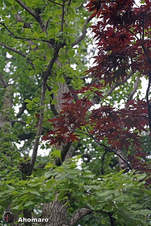写真00
