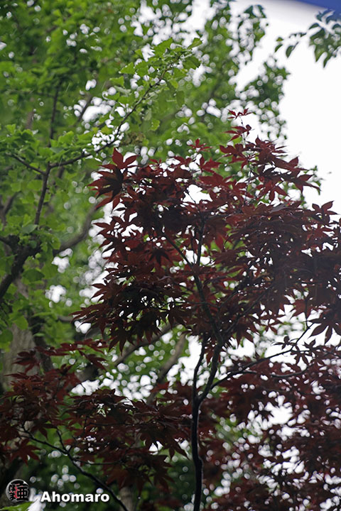 写真00