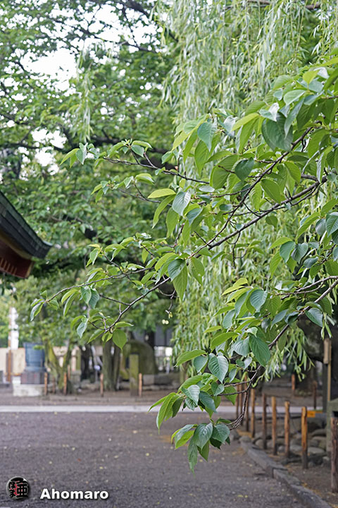 写真00