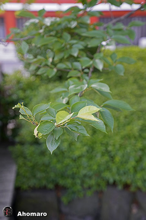 写真00