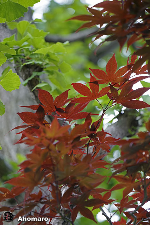 写真00