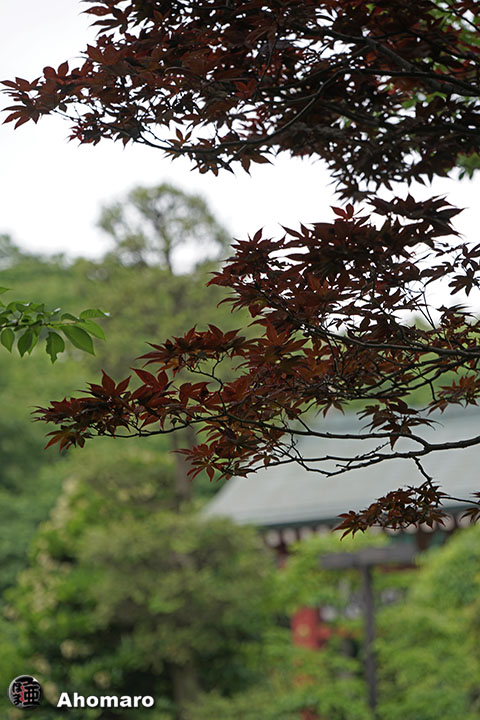 写真00