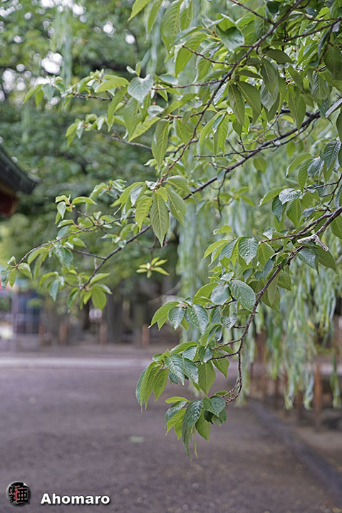 写真00