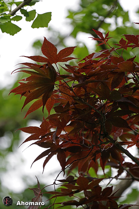 写真00