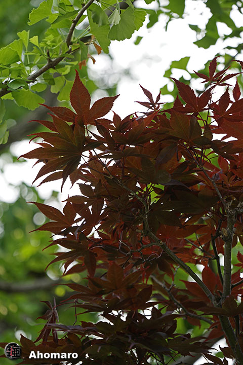 写真00