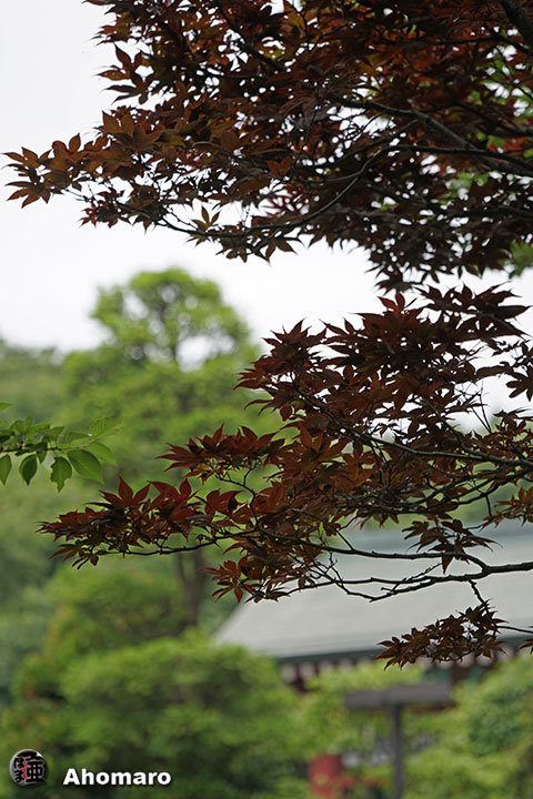 写真00