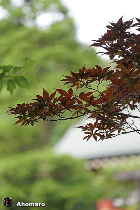 写真00