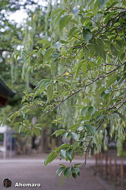 写真00