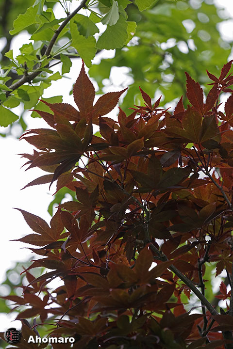 写真00