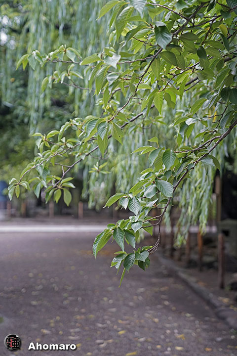 写真00