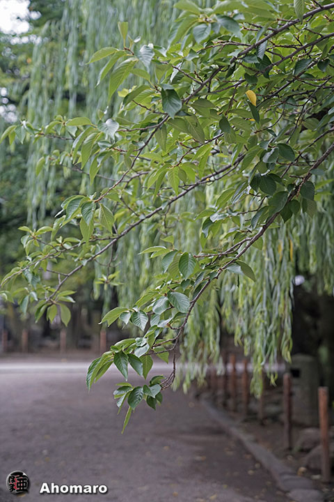 写真00