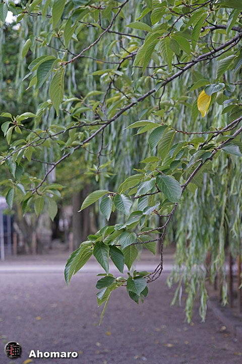 写真00