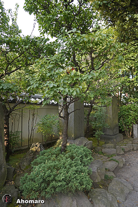 写真00