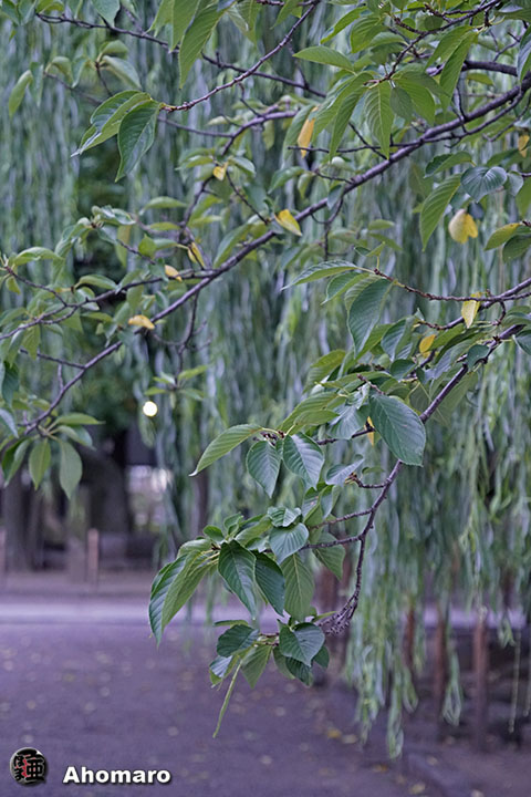 写真00