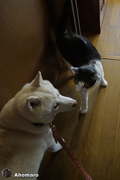 ʐ^00