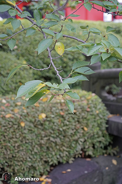 写真00