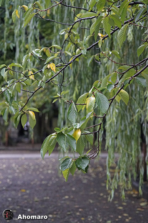 写真00
