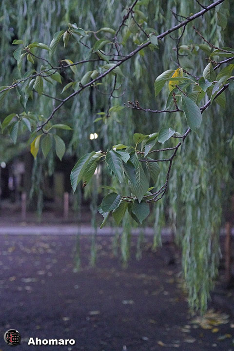写真00