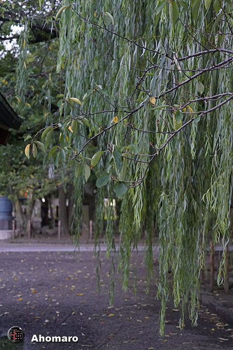 写真00