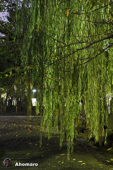 写真00