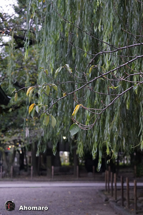 写真00