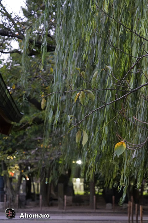 写真00