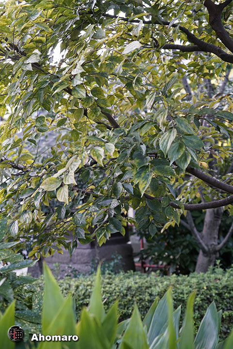写真00