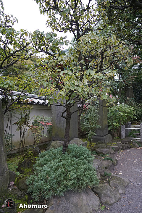 写真00