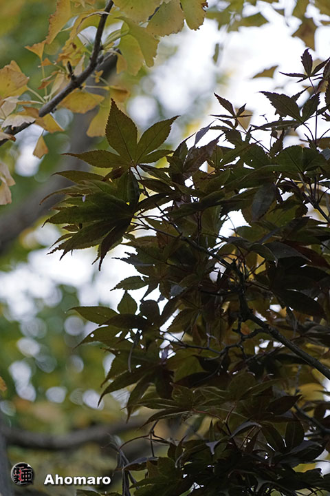 写真00