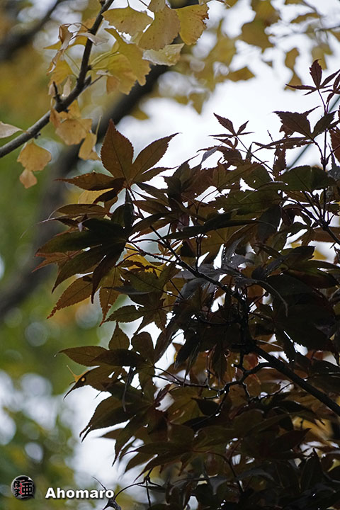 写真00