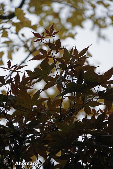 写真00