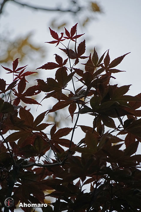 写真00