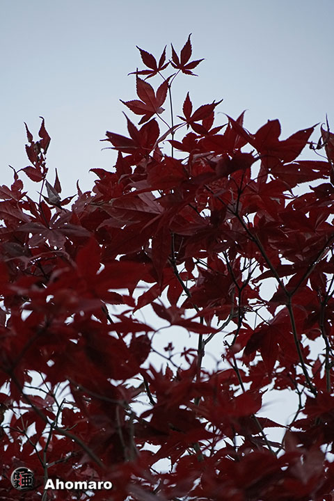 写真00