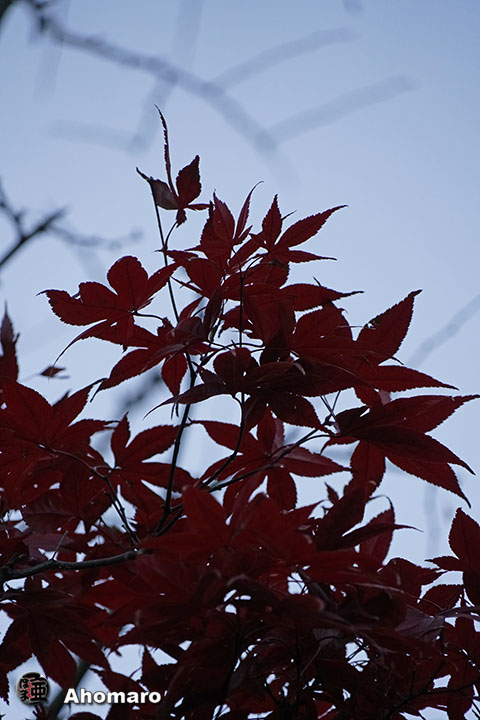 写真00