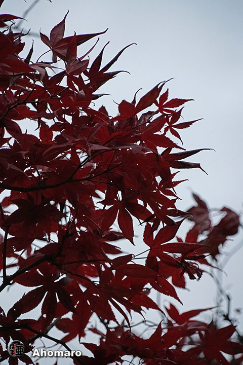 写真00