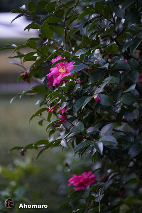 写真00