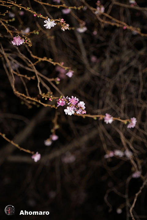 写真00