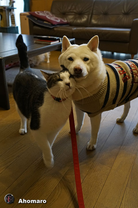 ʐ^00