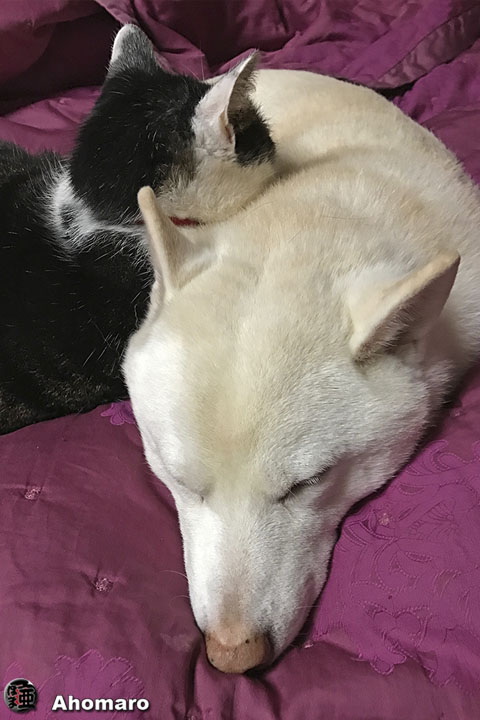 ʐ^00