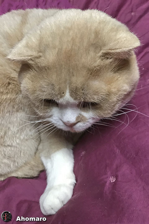 ʐ^00