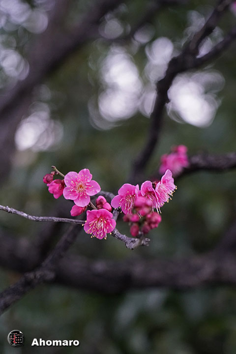 写真00
