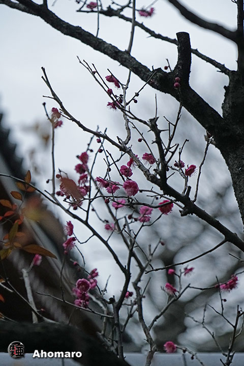 写真00