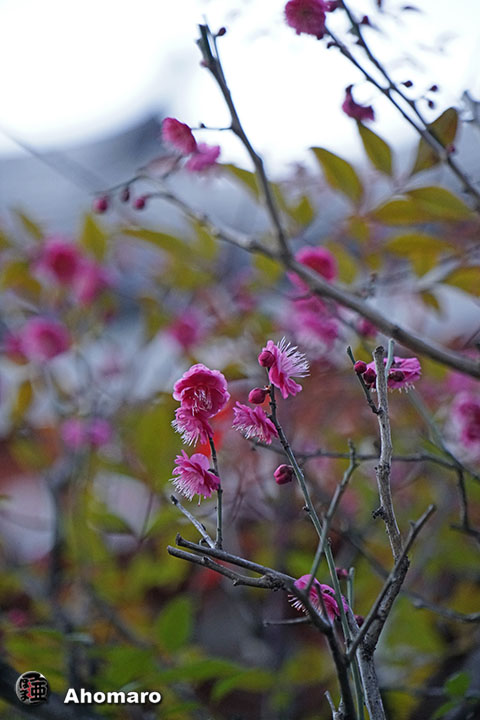 写真00